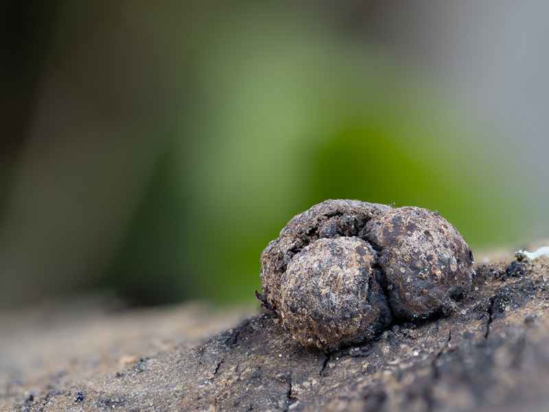 Hypoxylon fraxinophilum